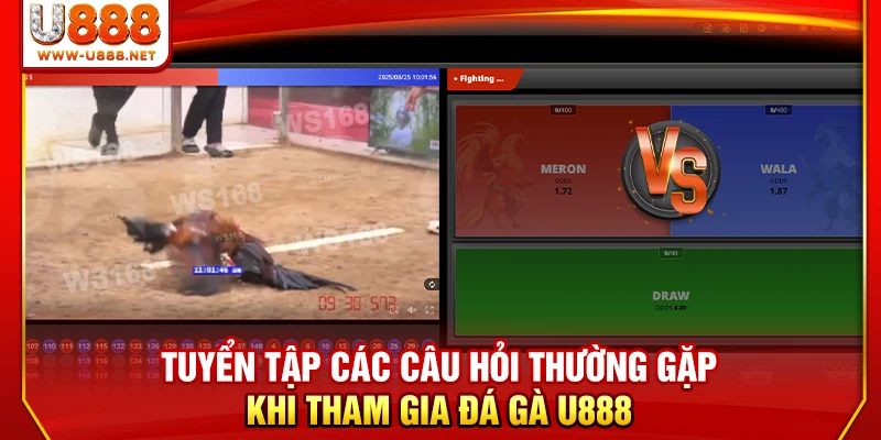 Tuyển tập các các câu hỏi thường gặp khi tham gia đá gà U888